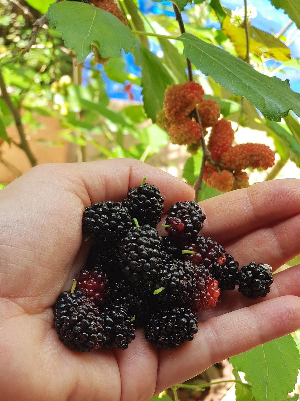 mulberry, nature, fruit, garden