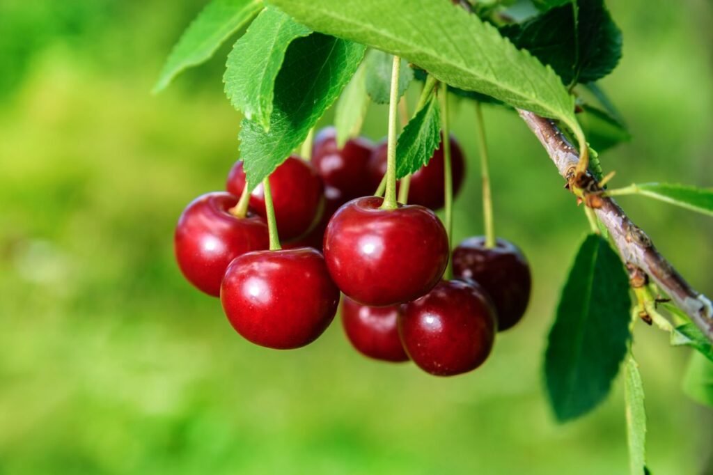Close-up of ripe red cherries hanging on a tree branch with green leaves.