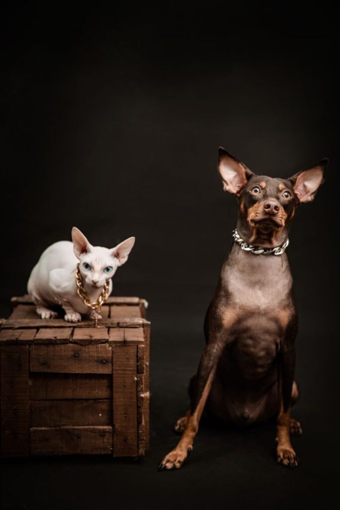 Find Your Perfect Match A poised Doberman and a stylish Sphynx cat with a gold necklace on a wooden box.